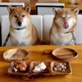 犬のごはん前に「待…