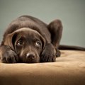 犬が重度の子ども嫌…