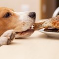 犬はカレイを食べて…
