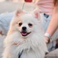 犬が散歩中に考えて…