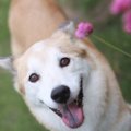 犬が飼い主に『上目…