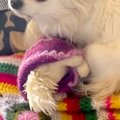飼い主が亡くなって…