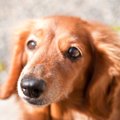 どんな手を尽くして…