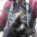 犬は人といる時のみ…