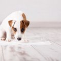 犬の危険な『ウンチ…