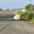 お散歩中に歩かなく…