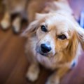 犬が天井などをジッ…