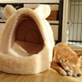 愛犬が『自分のベッ…