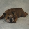 愛犬のウンチがゼリ…