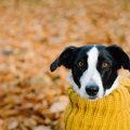 犬も季節の変わり目…