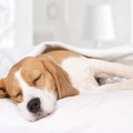 犬を快眠させる『5つ…