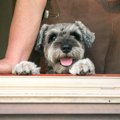 犬との適度な距離感…