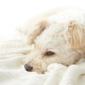 犬の心不全┃僧帽弁閉…