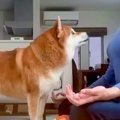 瞑想をしようとして…