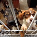 保護施設にいる犬に…