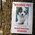 犬が迷子になったら…