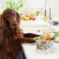 【絶対NG】犬が食べ…
