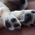 犬のお散歩の後、足…