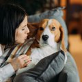 犬が飼い主に『冷た…