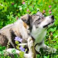 犬の飼い主が春に注…