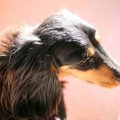 犬語のススメ！これ…