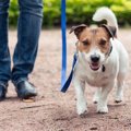 犬の散歩をしてはい…