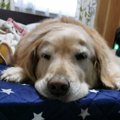 シニア犬の可愛さを…
