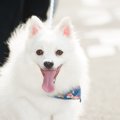 日本スピッツの性格…