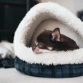 犬の寝袋も便利！冬…