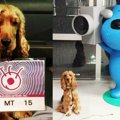 タレント犬コーダの…