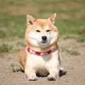 目の悪い犬がする仕…