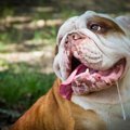 犬の『よだれ』でわ…