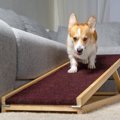 犬との生活に潜んで…