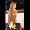 お父さんが帰ってき…
