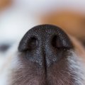 犬が『鼻キス』して…