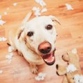 犬のドヤ顔画像15連…