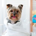 犬にも効果がある？…