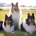犬だって日焼けした…