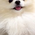 なぜか臭うので『オ…