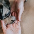 指示なしで犬が『オ…