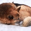 犬の『しっぽ』が持…
