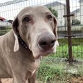 私と保護犬ワイマラ…