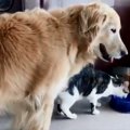 【爆笑】大型犬VS猫…