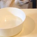 居酒屋で食事中、犬…