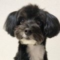 【Laylaの個別リーデ…