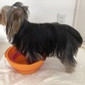 犬にも足湯がおすす…