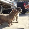 小型犬コンビを保護…