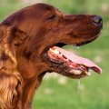 犬が息切れする原因…