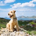 犬を登山に連れて行…