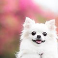 愛犬が喜ぶ『プレゼ…